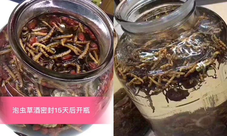 新鮮蟲草泡酒喝