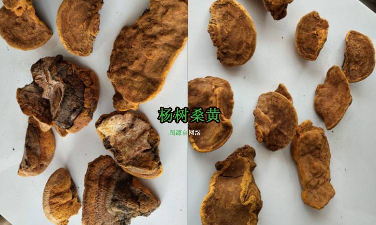 楊樹桑黃圖片