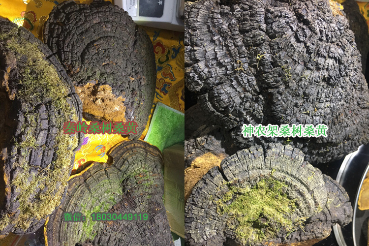 秦嶺桑樹桑黃和神農架桑樹桑黃