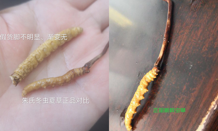 亞香棒蟲草和冬蟲夏草區別圖片