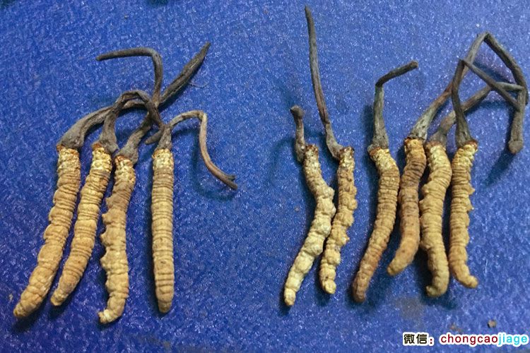 6根1克蟲草和4根1克蟲草大小對比圖片