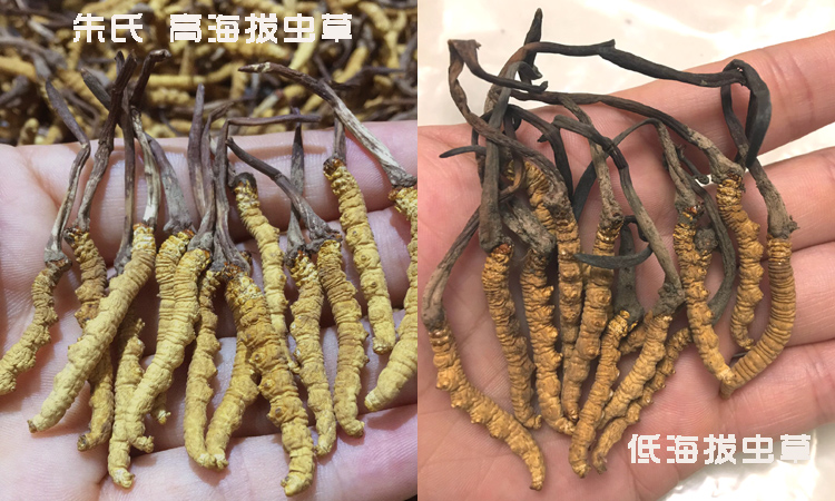 高海拔蟲草與低海拔蟲草的區(qū)別圖片
