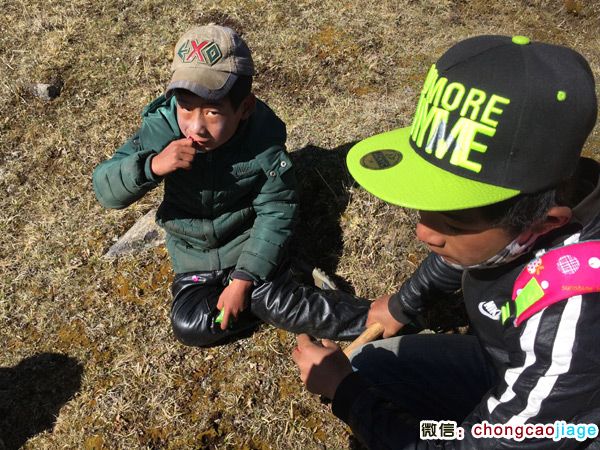 采挖冬蟲(chóng)夏草的藏族男孩圖片