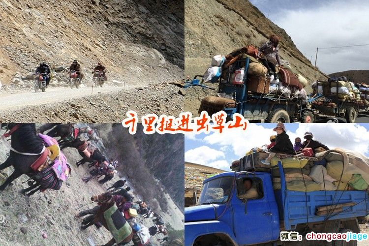 冬蟲夏草采挖進山圖片