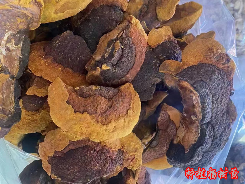 種植楊樹桑黃