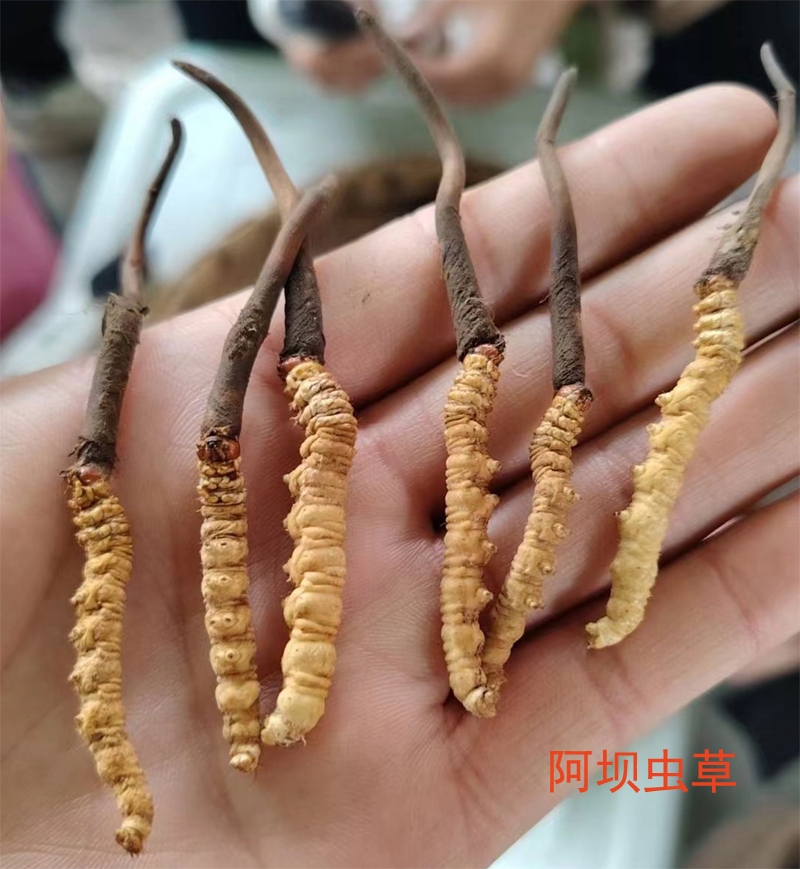 阿壩冬蟲(chóng)夏草的樣子