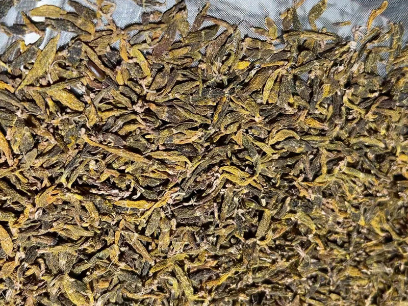 紅珠蟲石斛圖片