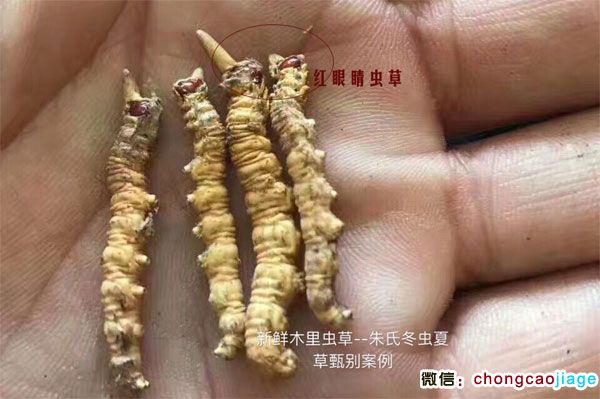 木里蟲草圖片