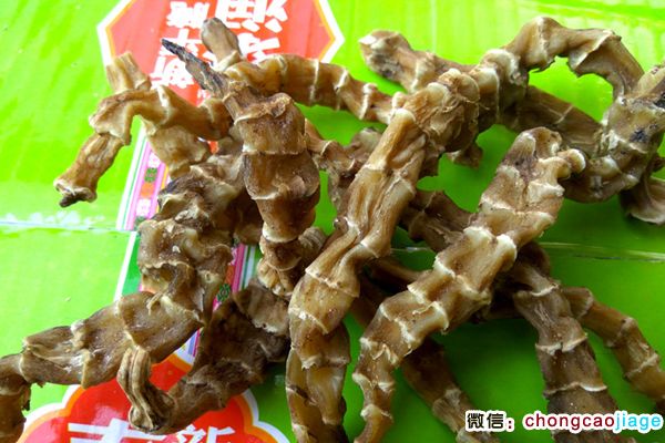 蟲草參圖片