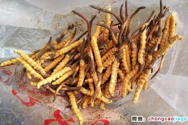 果洛蟲草圖片