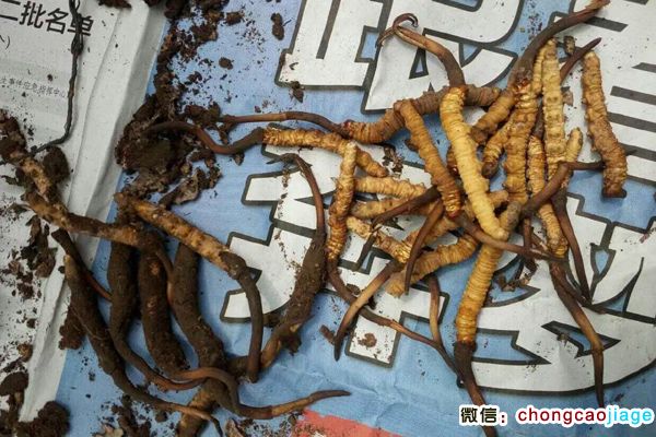 理塘蟲草圖片