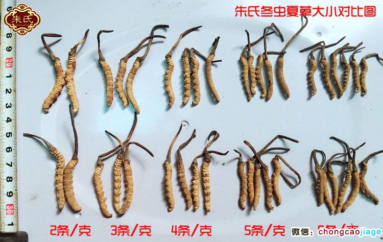 冬蟲夏草分類區別圖片