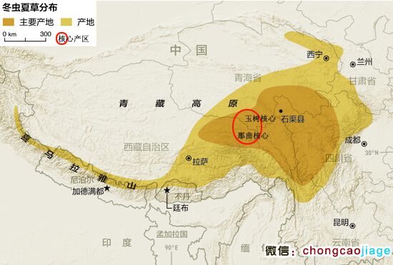 冬蟲夏草分布地圖