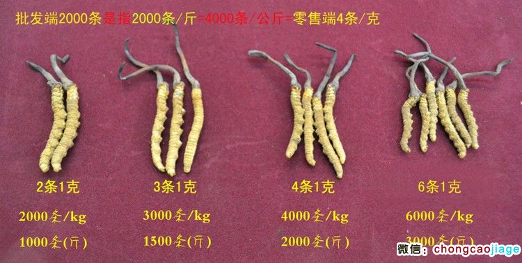 冬蟲(chóng)夏草大小對(duì)比圖片