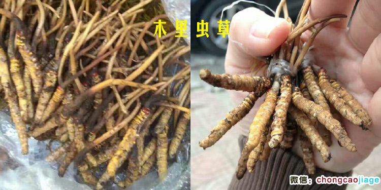木里蟲草圖片