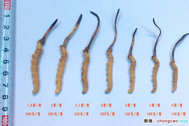 蟲草分類等級區分圖片