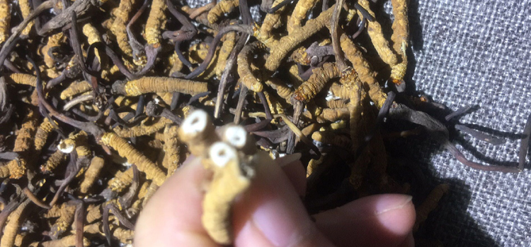 拔掉竹簽形成的空心斷草