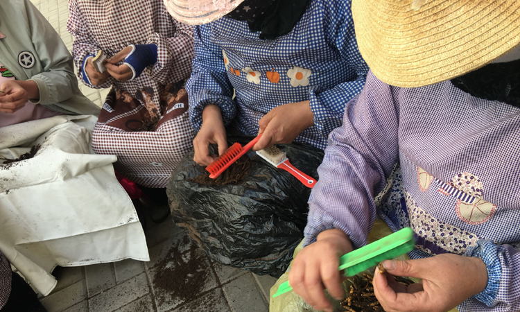 冬蟲夏草清理泥土圖片