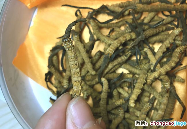蟲草圖片