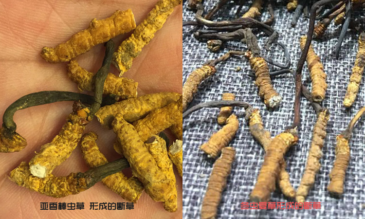 亞香棒蟲草斷草和冬蟲夏草斷草區別