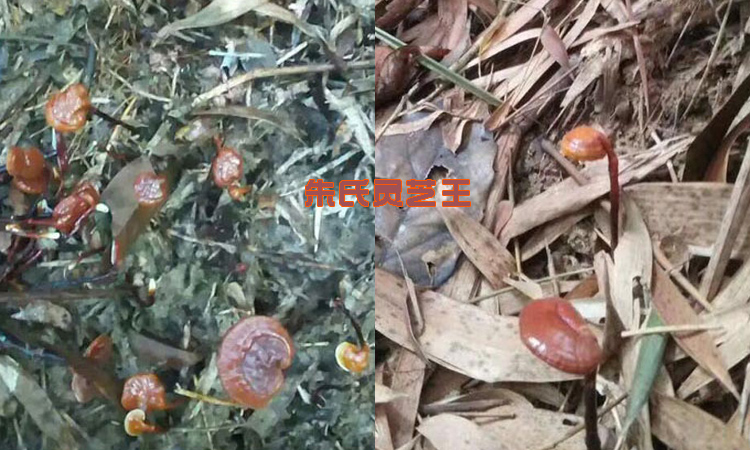 海南靈芝王圖片