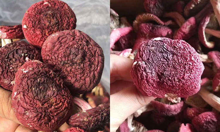 福建紅蘑菇圖片