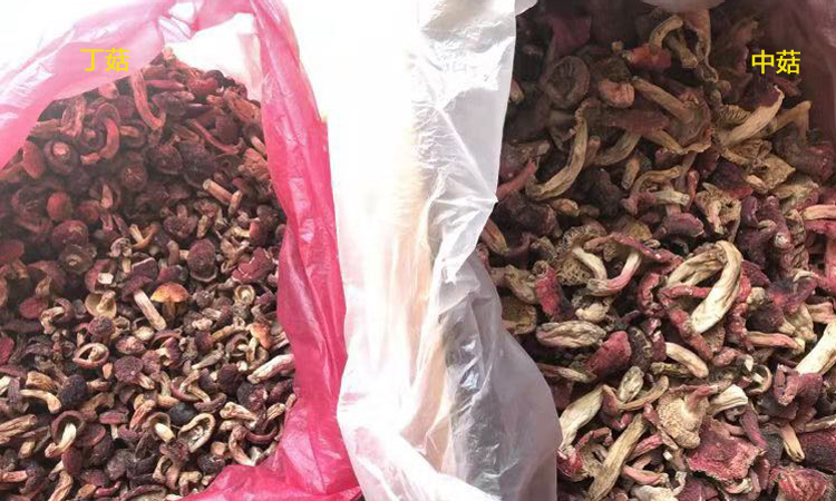 丁菇和中菇圖片對(duì)比