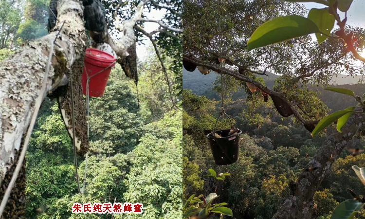 純天然蜂蜜在樹上圖片