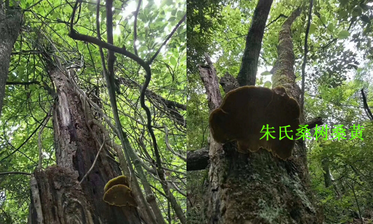 桑樹桑黃長在桑樹上的圖片