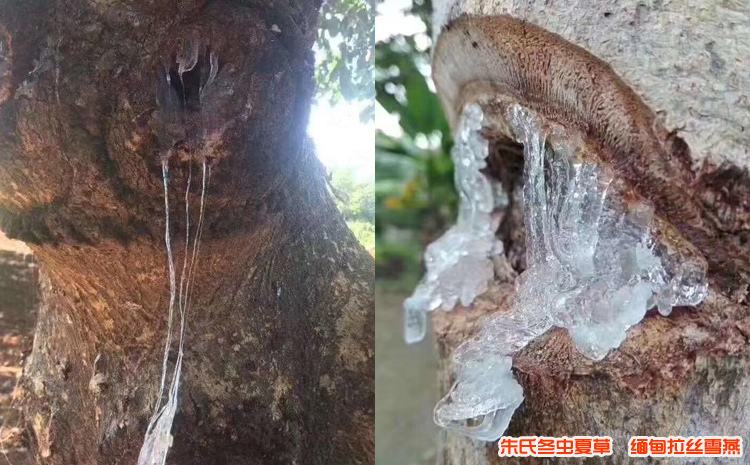 刺蘋婆樹圖片