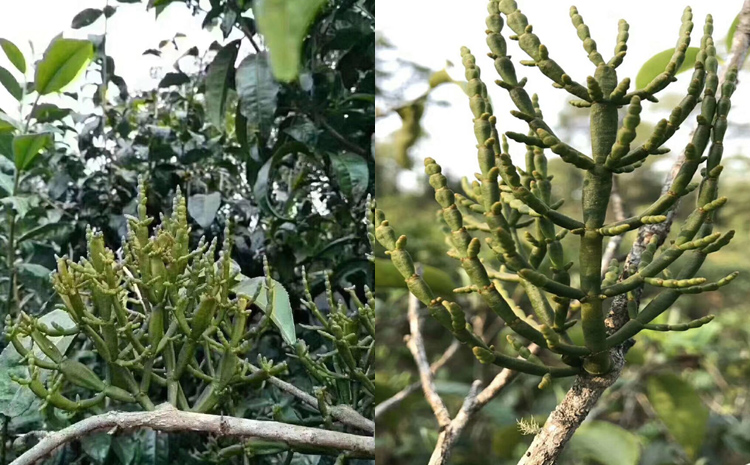 寄生在古茶樹上的野生螃蟹腳