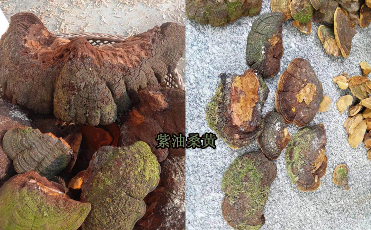 紫油黃圖片