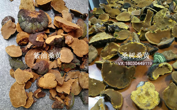 紫油黃和桑樹桑黃區(qū)別對比圖