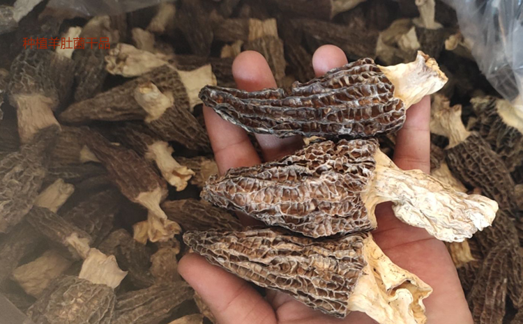 羊肚菌圖片