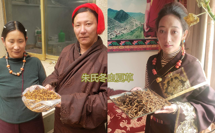 西藏那區比如縣蟲草收購