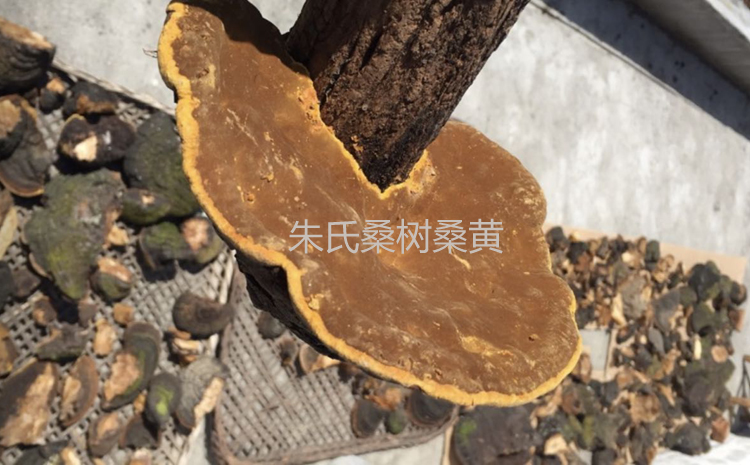 桑黃圖片