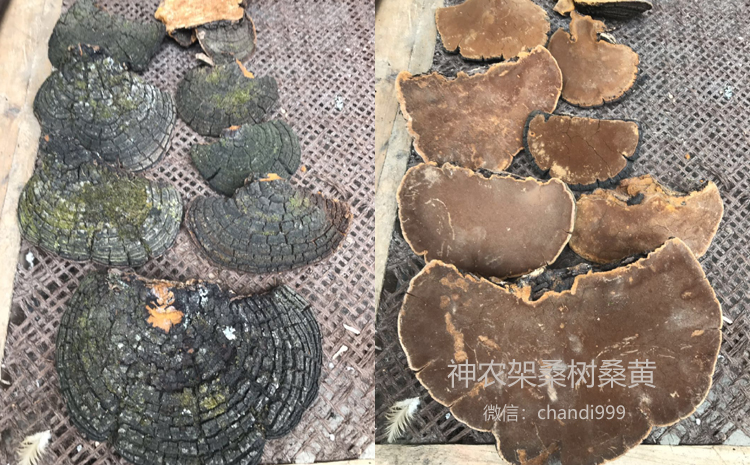 神農架桑樹桑黃