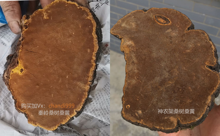 秦嶺桑黃和神農架桑黃區別圖片
