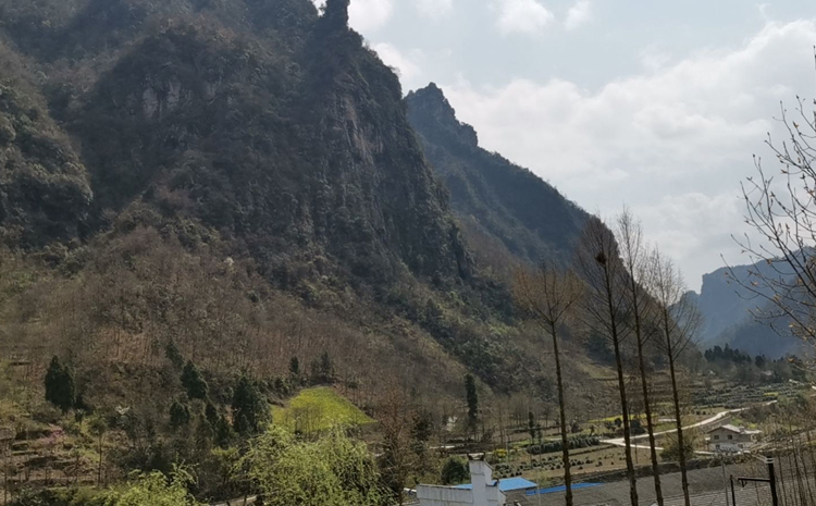 野生桑黃生長環境