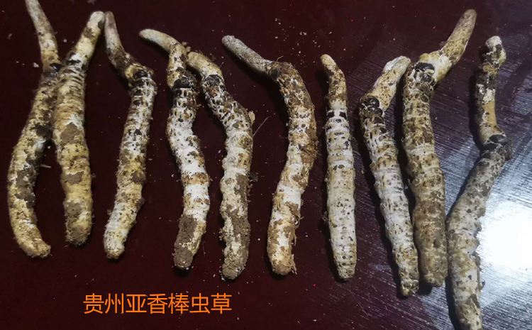 貴州蟲草圖片