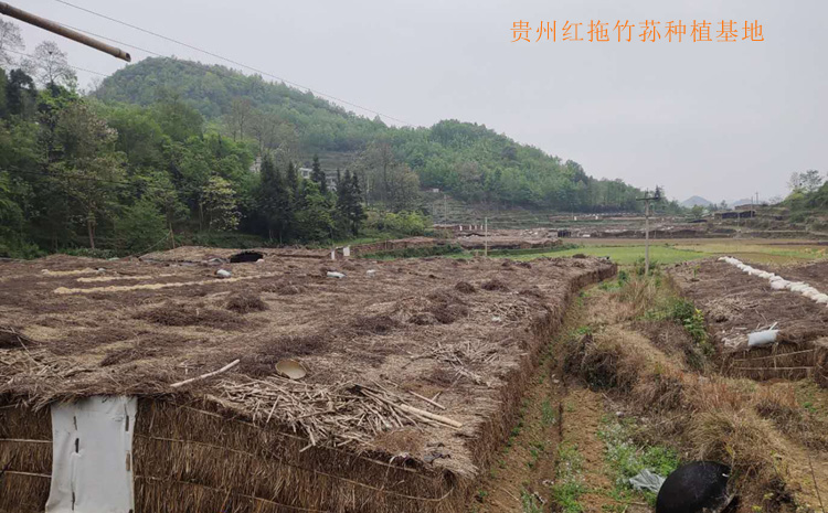 貴州織金紅拖竹蓀種植基地