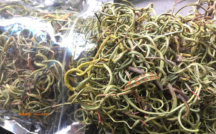 老撾化石草圖片
