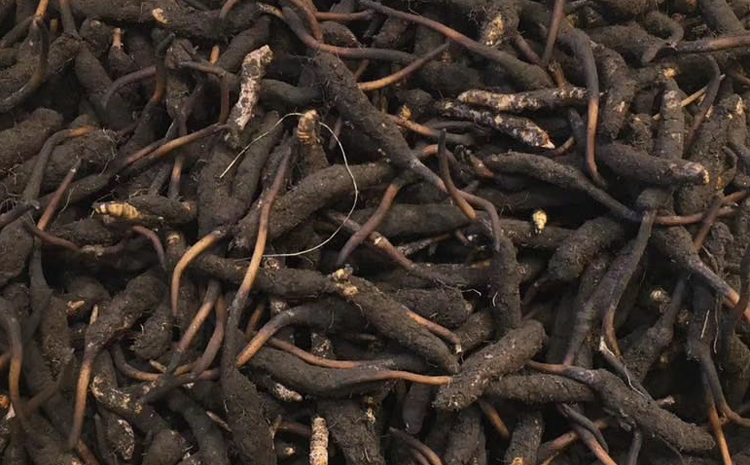 新鮮蟲草圖片
