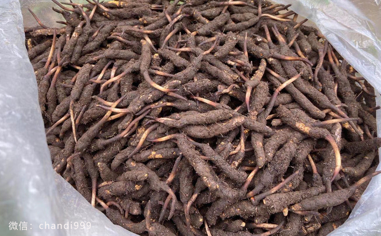 新鮮蟲草圖片