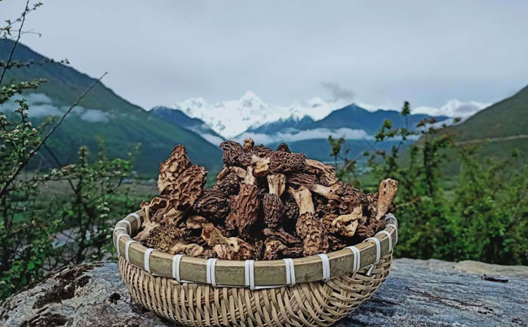 波密野生羊肚菌干貨圖片