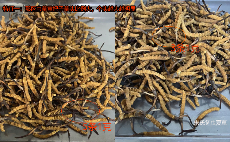 那曲冬蟲(chóng)夏草的特點(diǎn)之黃草頭