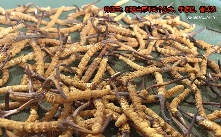 那區(qū)冬蟲(chóng)夏草的特點(diǎn)之平均個(gè)頭大