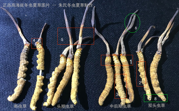 冬蟲(chóng)夏草鑒定圖片