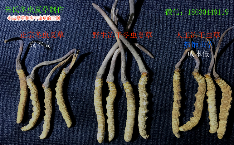 冬蟲(chóng)夏草和凍干蟲(chóng)草區(qū)別圖片