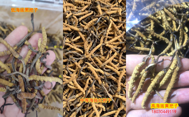 不同海拔冬蟲(chóng)夏草圖片對(duì)比